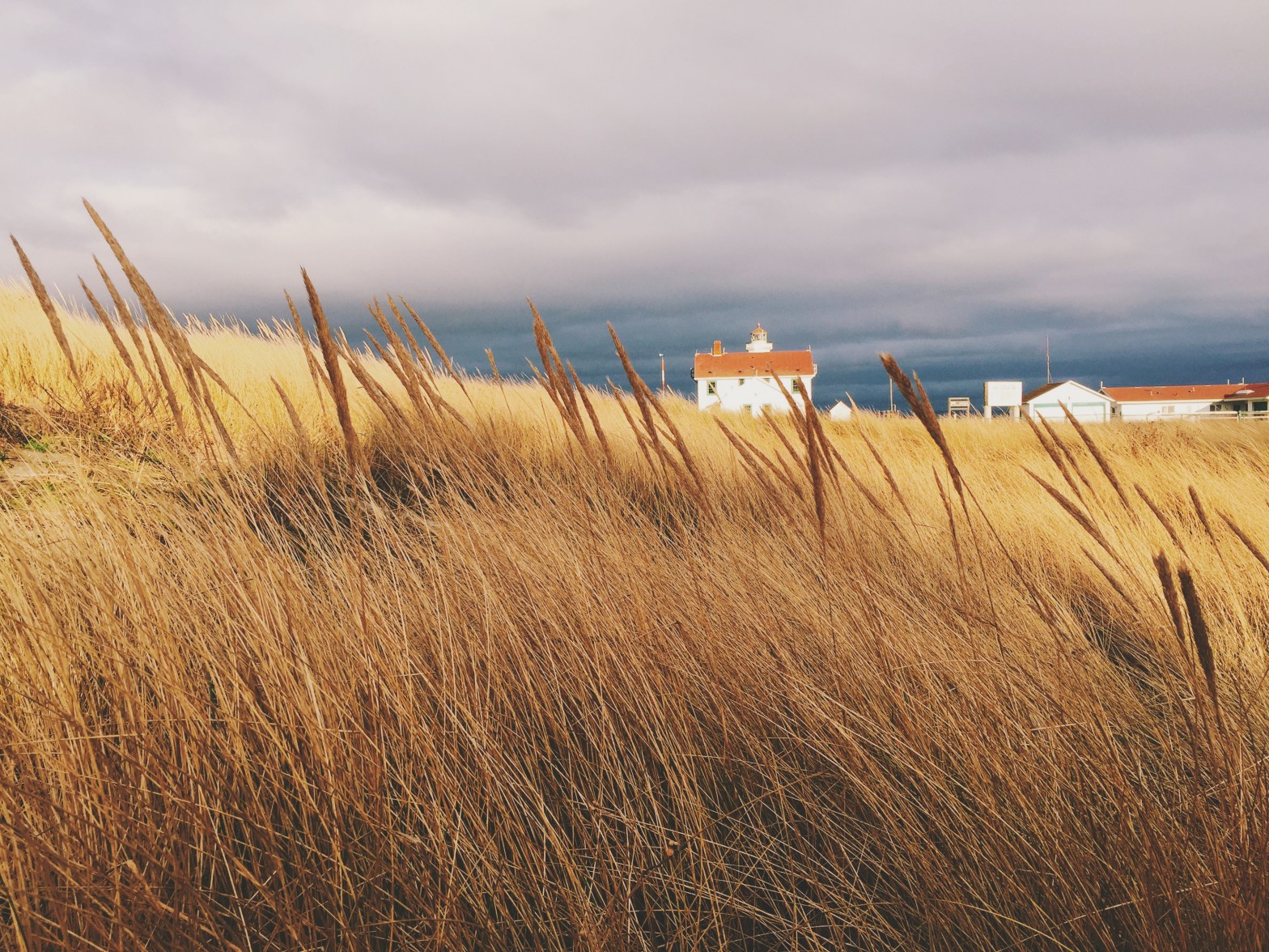 field of sea grass with lighthouse in the background