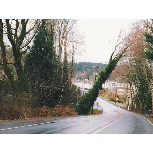 Brownsville tree leaning on power lines
