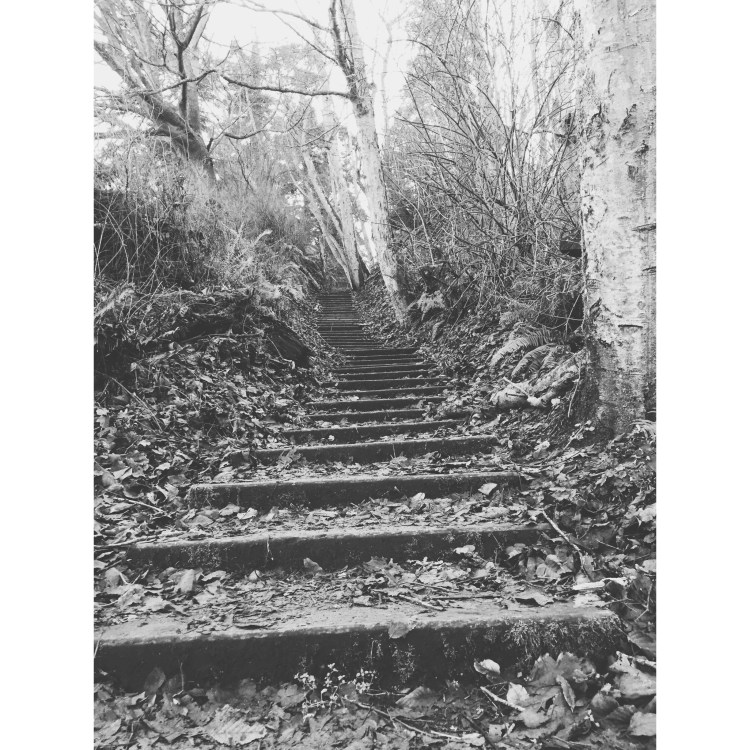 Wood stairs going up through the woods