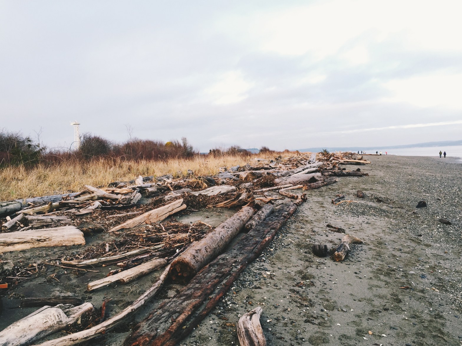 driftwood along beach point no point hansville washington
